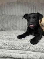 Shorty, a female Chihuahua and Poodle - Toy  for sale in Winton, CA – Photo 4 of 4