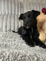 Shorty, a female Chihuahua and Poodle - Toy  for sale in Winton, CA – Photo 2 of 4