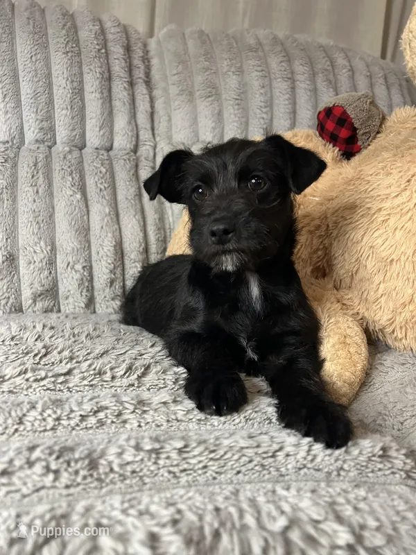 Shorty – Chihuahua, Poodle - Toy  puppy for sale in Winton, CA