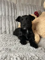 Shorty, a female Chihuahua and Poodle - Toy  for sale in Winton, CA – Photo 1 of 4