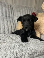 Shorty, a female Chihuahua and Poodle - Toy  for sale in Winton, CA – Photo 3 of 4