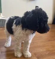 boy 2, a male Labrador Retriever and Poodle - Standard  for sale in Merced, CA – 2 of 3
