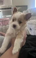 Spot, a male Chihuahua and Pomeranian for sale in Atwater, CA – 3 of 3