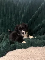 Oreo (runt), a male Chihuahua and Pomeranian for sale in Atwater, CA – 5 of 5
