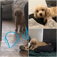 Chula, a female Poodle - Toy  for sale in Atwater, CA – 3 of 3