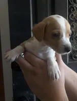 Dot, a male Rat Terrier and Chihuahua for sale in Atwater, CA – 4 of 5
