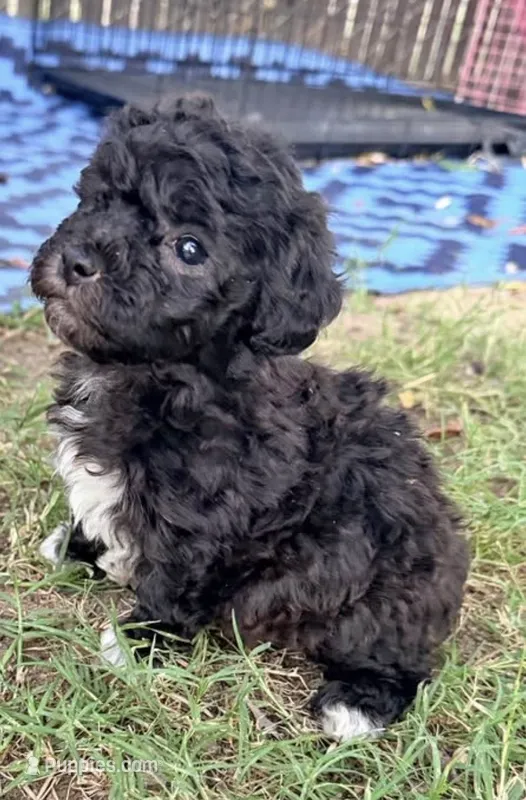 Chula – Poodle - Toy  puppy for sale in Atwater, CA
