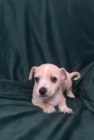 Rayita, a male Chihuahua for sale in Merced, CA – 3 of 3