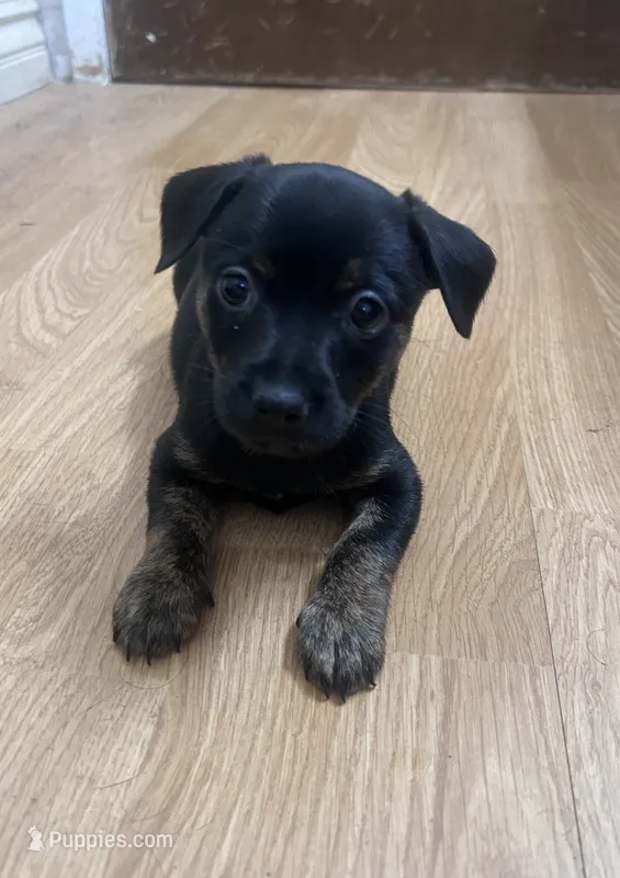 Tiger – Rat Terrier, Chihuahua puppy for sale in Atwater, CA