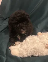 Baby , a female Maltipoo for sale in Atwater, CA – 3 of 7