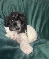 big boy, a male Labradoodle and Poodle - Standard  for sale in Merced, CA – 2 of 5
