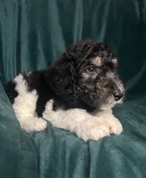 Cejas, a female Labradoodle and Poodle - Standard  for sale in Merced, CA – 3 of 5