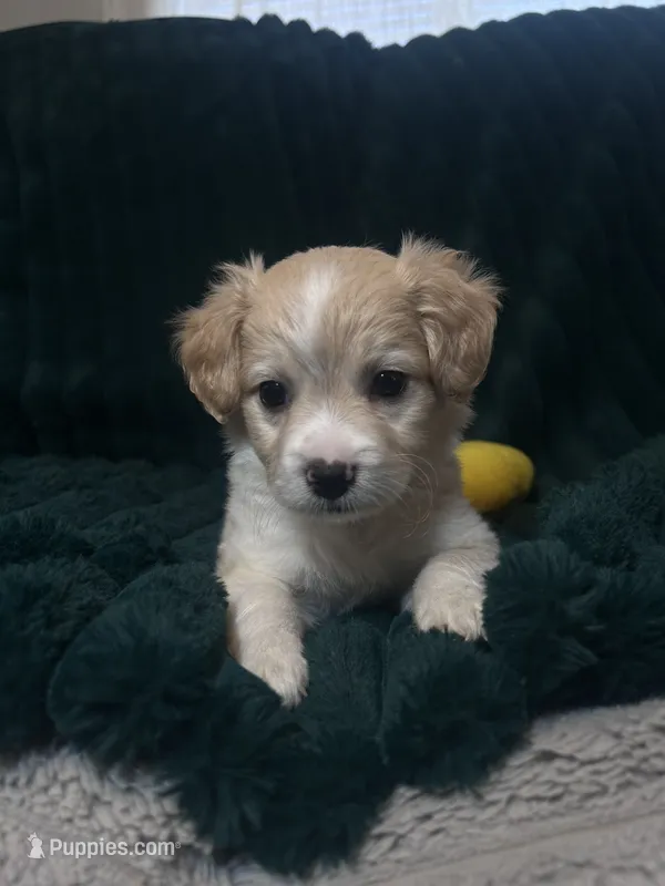 Snickerdoodle VIDEOS – Chihuahua, Pomeranian puppy for sale in Atwater, CA