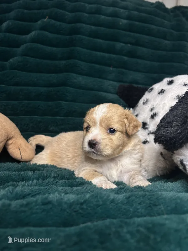 Sandy – Chihuahua, Pomeranian puppy for sale in Merced, CA