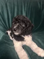 big girl, a female Labradoodle and Poodle - Standard  for sale in Merced, CA – 5 of 5