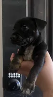 Mochi, a female Rat Terrier and Chihuahua for sale in Atwater, CA – 2 of 5