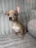 canelo, a male French Bulldog and Chihuahua for sale in Winton, CA – 2 of 3