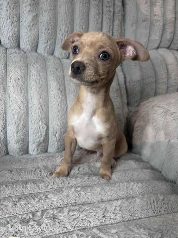 canelo – French Bulldog, Chihuahua puppy for sale in Winton, CA