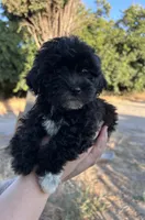 Cruella, a female Maltipoo and Poodle - Toy  for sale in Atwater, CA – 5 of 6
