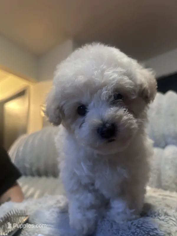 Baby – Bichon Frise puppy for sale in Merced, CA