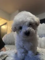 Baby, a female Bichon Frise for sale in Merced, CA – 1 of 3