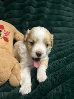 Spot, a male Chihuahua and Pomeranian for sale in Merced, CA – 6 of 7