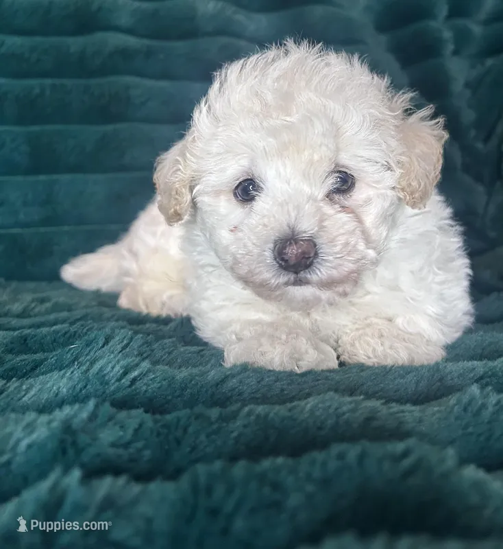 Baby – Poodle - Toy  puppy for sale in Fresno, CA