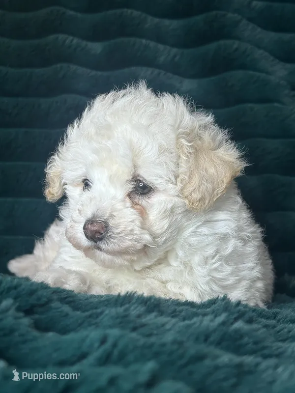 Baby, a female Bichon Frise for sale in Winton, CA – Photo 1 of 9