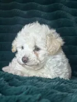 Baby, a female Bichon Frise for sale in Winton, CA – Photo 1 of 9