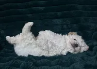 Baby, a female Bichon Frise for sale in Winton, CA – Photo 7 of 9