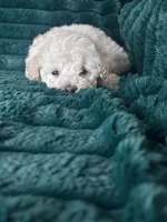 Baby, a female Bichon Frise for sale in Winton, CA – Photo 8 of 9