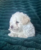 Baby, a female Bichon Frise for sale in Winton, CA – Photo 3 of 9