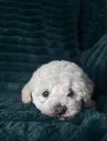 Baby, a female Bichon Frise for sale in Winton, CA – Photo 2 of 9