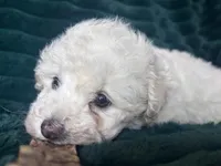 Baby, a female Bichon Frise for sale in Winton, CA – Photo 6 of 9