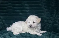 Baby, a female Bichon Frise for sale in Winton, CA – Photo 5 of 9