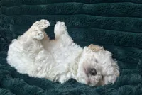 Baby, a female Bichon Frise for sale in Winton, CA – Photo 4 of 9