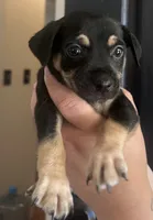 Happy, a male Rat Terrier and Chihuahua for sale in Atwater, CA – 3 of 4