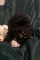 Baby , a female Maltipoo for sale in Atwater, CA – 4 of 7