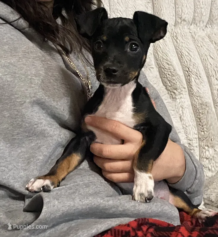 Remy – Chihuahua, Miniature Pinscher puppy for sale in Merced, CA