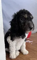 girl 2, a female Labrador Retriever and Poodle - Standard  for sale in Merced, CA – 2 of 5