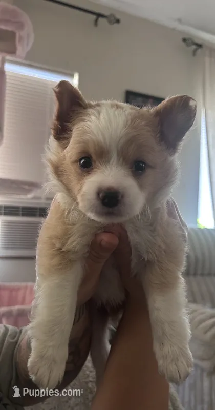 Spot – Chihuahua, Pomeranian puppy for sale in Atwater, CA