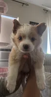 Spot, a male Chihuahua and Pomeranian for sale in Atwater, CA – 1 of 3