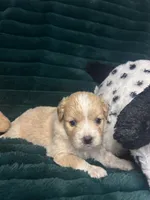 Sandy, a female Chihuahua and Pomeranian for sale in Merced, CA – 4 of 6