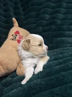 Spot, a male Chihuahua and Pomeranian for sale in Merced, CA – 2 of 7