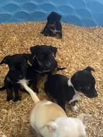 Brownie, a male Chihuahua and Miniature Pinscher for sale in Winton, CA – Photo 5 of 5