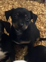 Brownie, a male Chihuahua and Miniature Pinscher for sale in Winton, CA – Photo 3 of 5