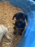 Brownie, a male Chihuahua and Miniature Pinscher for sale in Winton, CA – Photo 4 of 5