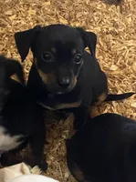 Brownie, a male Chihuahua and Miniature Pinscher for sale in Winton, CA – Photo 1 of 5