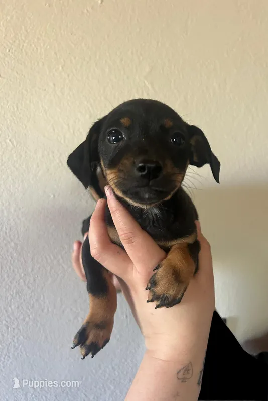 Brownie, a male Chihuahua for sale in Winton, CA – Photo 1 of 1