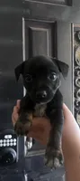Mochi, a female Rat Terrier and Chihuahua for sale in Atwater, CA – 5 of 5